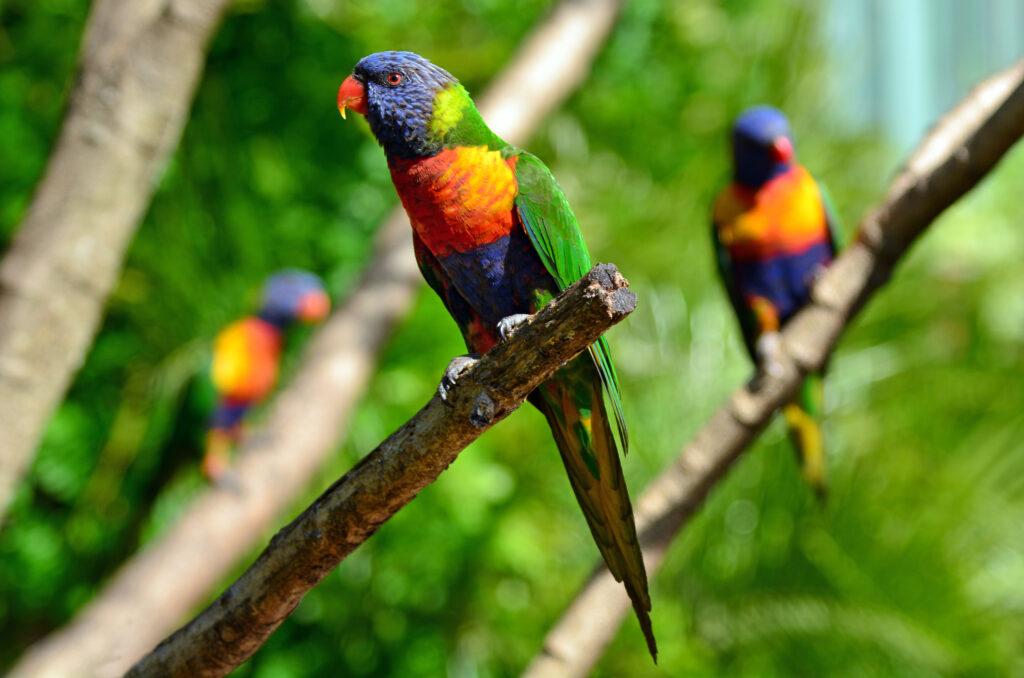 Three,Native,Australian,Rainbow,Lorikeet,Sit,On,A,Tree,In